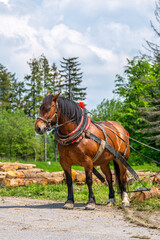 A horse working in the forest. Using a horse for pulling logs in forestry. Carpathian Mountains, Slovakia.
