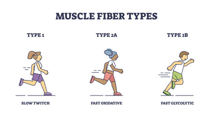 Muscle fiber types with slow and fast twitch activities outline diagram. Labeled educational sport athlete muscular buildup with oxidative and glycolytic phases vector illustration. Training strength