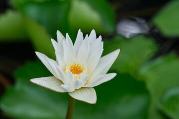 white lotus flower