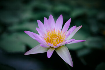 pink water lily