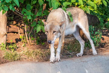 Gray wolf in forest on the green grass. The wolf, Canis lupus