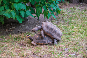 Couple of red-footed tortoises, Chelonoidis carbonarius, mating during breeding season, Vulnerable...