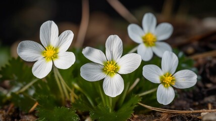 Fototapeta na wymiar Beautiful white spring flowers Generative AI