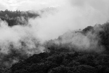 Mindo cloud forest with mist and fog in black and white, Ecuador.