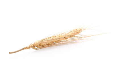 Two barley grains on white background