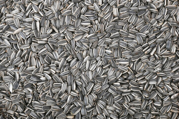 sunflower seed background