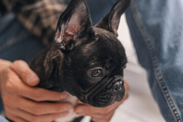 A black French Bulldog puppy in the hands of a man at home.Close-up,selective focus.