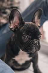 Fototapeta premium Close-up of a French bulldog puppy sitting next to a young man.The concept of care, training,raising of animals.