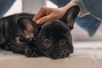 Close-up of female hands stroking a French bulldog puppy.