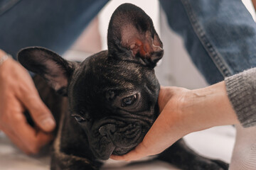 A black French Bulldog puppy in the hands of a woman at home.Close-up,selective focus.