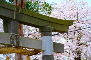 A large concrete torii gate and cherry blossoms that bloom during the spring in Japan.