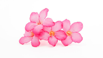 Obraz na płótnie Canvas Tropical flower Pink Adenium. Desert rose on isolated white background