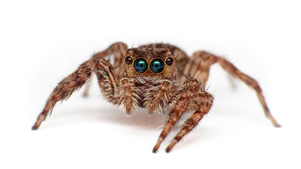 macro Close up of jump spider