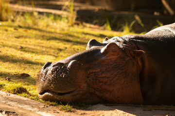 Hipopótamo descansando sob o sol