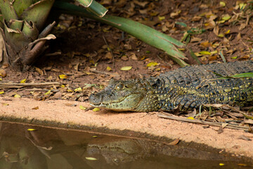 Jacaré descansando sob o sol