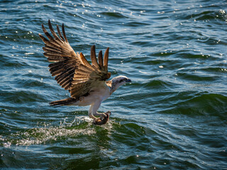 Osprey Catching Fish from the Sea