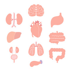 女性の臓器のセット