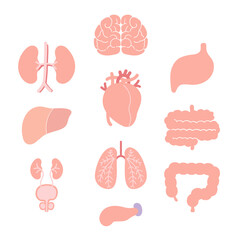 男性の人体の臓器セット