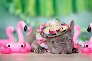 Funny French Bulldog dog with tropical flower garland, summer straw hat and rubber toy flamingos in...
