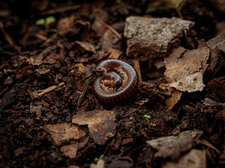 close up of a centipede