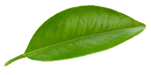 Fototapeta premium Citrus leaves isolated
