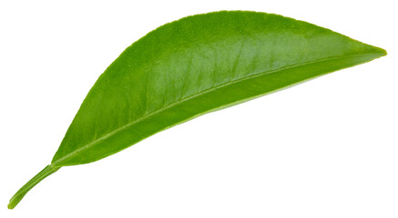 Citrus leaves isolated