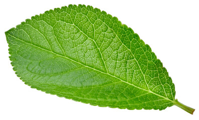 Plum leaves isolated