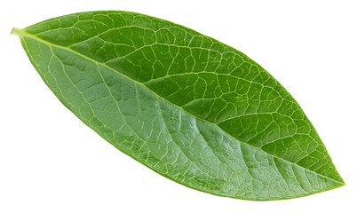 Fototapeta na wymiar Blueberry leaves isolated on white