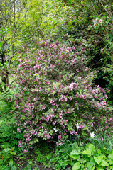 Fototapeta na wymiar Weigela florida, whole shrub in spring