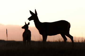 silhouette of a deer