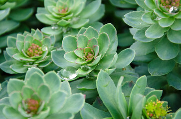 Roseroot stonecrop flower. Sedum rosea