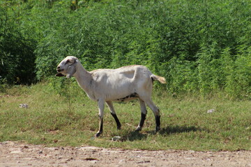 Fototapeta premium young goat on the ground