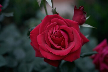 single red rose
