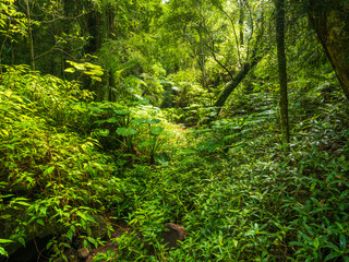 Obraz premium Rainforest Scene