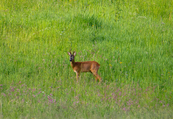 A roe deer in the grass looking at the camera
