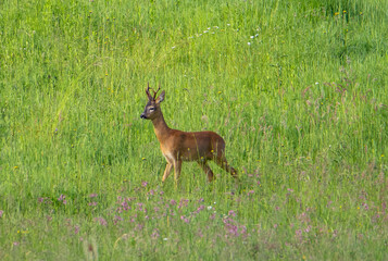 Naklejka na ściany i meble A male roe deer watching curiously from a field of grass