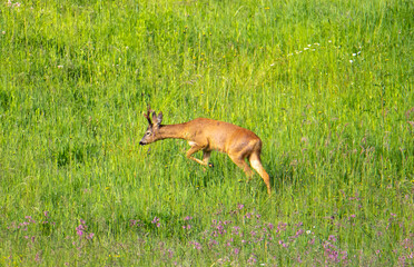 A roe buck deer walking through the grass