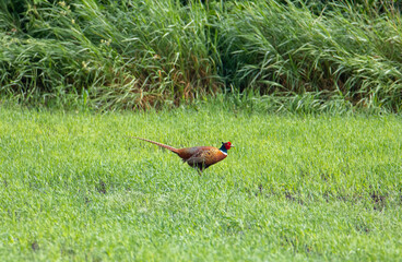A male pheasant (Phasianus colchicus) in a field with grass