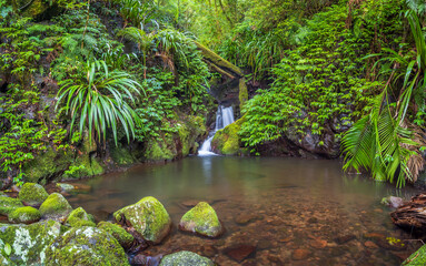 Rainforest Waterfall