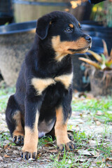 11 week old male rottweiler in a sitting pose 