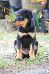 11 week old male rottweiler in a sitting pose 