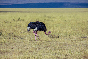 single ostrich (Struthio camelus).