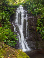 Obraz premium Rainforest Waterfall