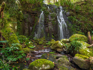 Rainforest Waterfall