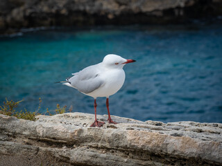 Seagull on Rock 
