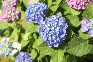 綺麗な紫陽花イメージ01