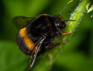A black and yellow bumblebee covered in yellow pollen climbs up a dandelion stem.