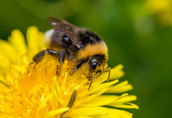 A bumblebee covered in yellow pollen collects nectar on a dandelion flower.