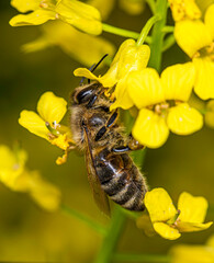A single-colored bee collects nectar from yellow colza flowers.