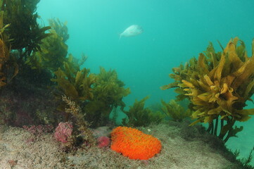 Bright orange nipple sponge on rocky bottom among brown seaweeds. Location: Leigh New Zealand